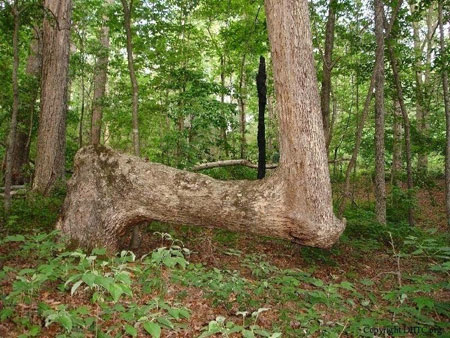 عكس هايي از درختان جالب و عجيب در آمریکا