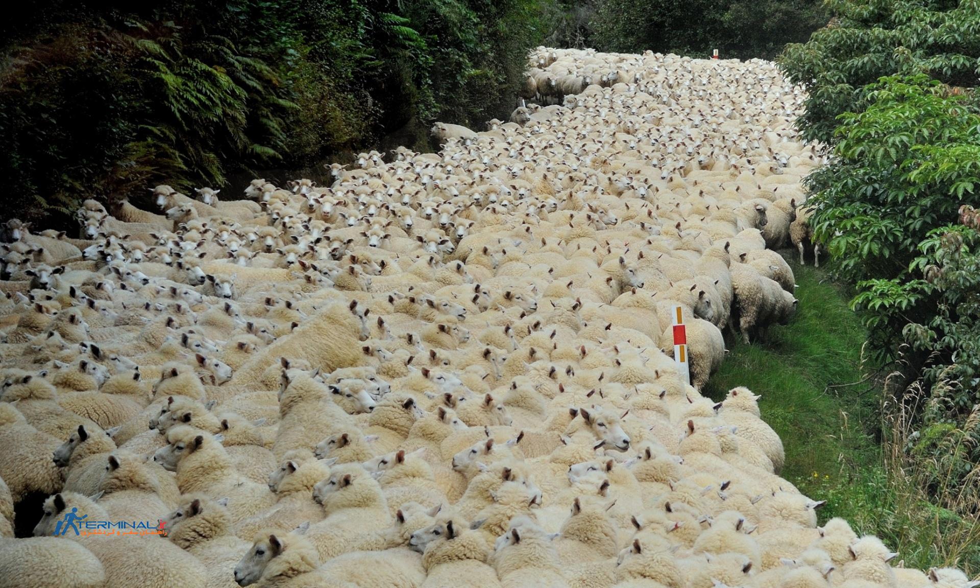 گوسفند، نیوزیلند، 