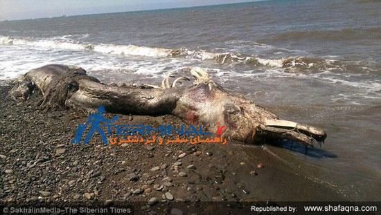 موجود عجیب الخلقه دریایی در ساحل روسیه کشف شد + تصاویر