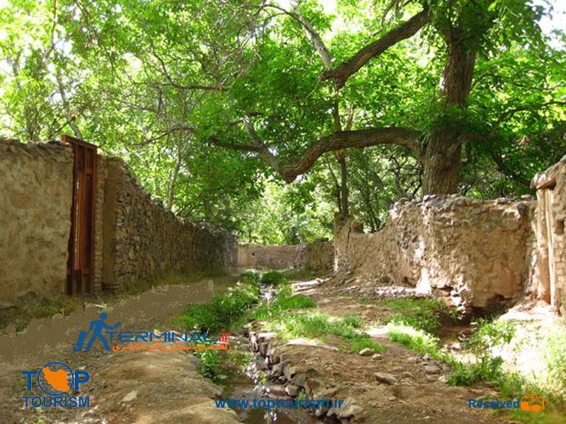 عکس سر درختی در روستای وشنوه
