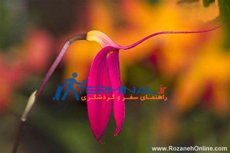گروه سرگرمی ROZANEH